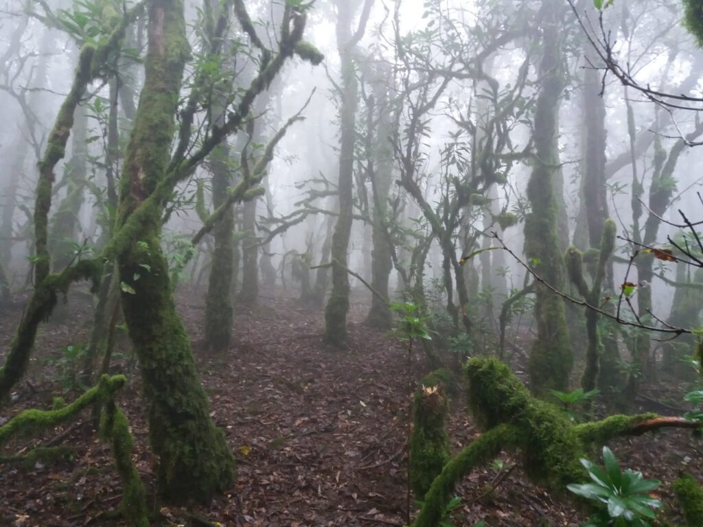 bosque de niebla de algeciras