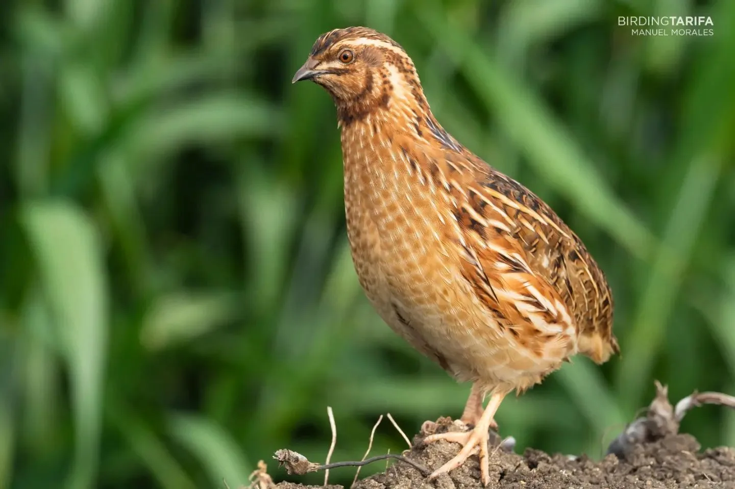 Birding Tarifa