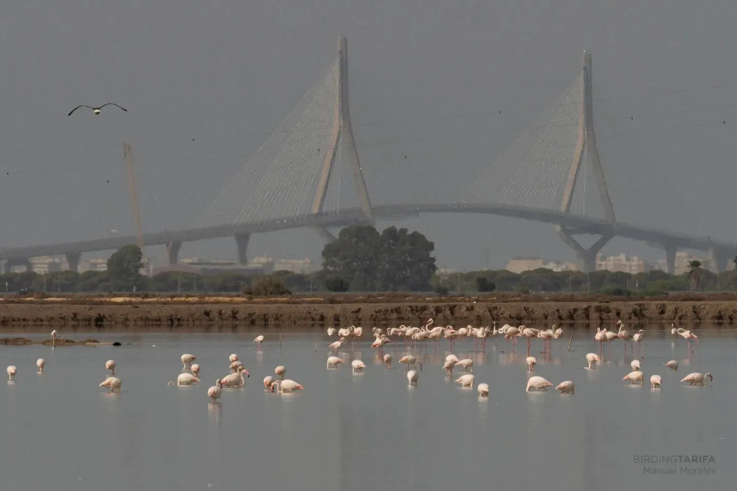 Birding Tarifa