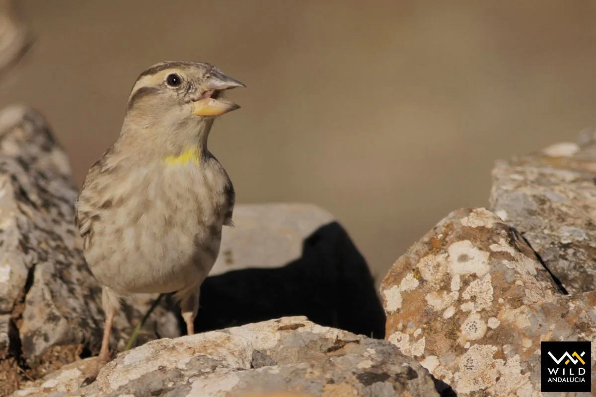 WILD ANDALUCIA observacion de fauna estrecho de gibraltar